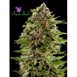 Auto BubbleGum - Anesia Seeds Hybrid - WWW.SEEDS-BANK.CZ
