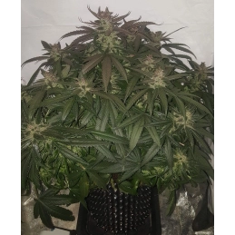 Auto Blueberry Banana - Anesia Seeds Indica - WWW.SEEDS-BANK.CZ