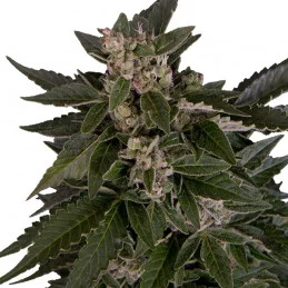 Royal Critical Automatic - Royal Queen Seeds - samokvetoucí semena marihuany