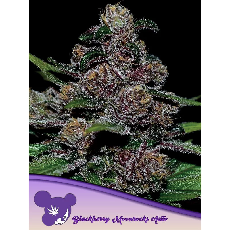 Auto Blackberry Moonrocks® - Anesia Seeds Indica - WWW.SEEDS-BANK.CZ