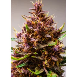 Auto Blackberry Moonrocks® - Anesia Seeds Indica - WWW.SEEDS-BANK.CZ