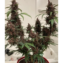 Auto Blackberry Moonrocks® - Anesia Seeds Indica - WWW.SEEDS-BANK.CZ