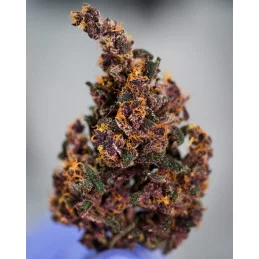 Auto Blackberry Moonrocks® - Anesia Seeds Indica - WWW.SEEDS-BANK.CZ