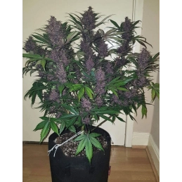 Auto Blackberry Moonrocks® - Anesia Seeds Indica - WWW.SEEDS-BANK.CZ
