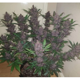 Auto Blackberry Moonrocks® - Anesia Seeds Indica - WWW.SEEDS-BANK.CZ