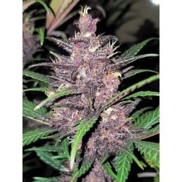 Auto Blackberry Moonrocks® - Anesia Seeds Indica - WWW.SEEDS-BANK.CZ
