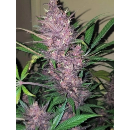 Auto Blackberry Moonrocks® - Anesia Seeds Indica - WWW.SEEDS-BANK.CZ