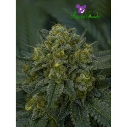 Auto Blackberry Moonrocks® - Anesia Seeds Indica - WWW.SEEDS-BANK.CZ