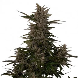 Royal Critical Automatic - Royal Queen Seeds - samokvetoucí semena marihuany