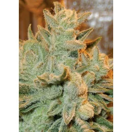 Auto Betty - Anesia Seeds Sativa - WWW.SEEDS-BANK.CZ