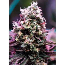 Amnesia Flash semena Samonakvétacího konopí - Anesia Seeds Indica - WWW.SEEDS-BANK.CZ