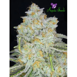 Amnesia Flash Auto - Anesia Seeds Indica - WWW.SEEDS-BANK.CZ