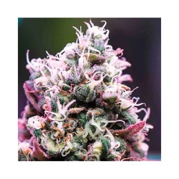 Amnesia Flash Auto - Anesia Seeds Indica - WWW.SEEDS-BANK.CZ