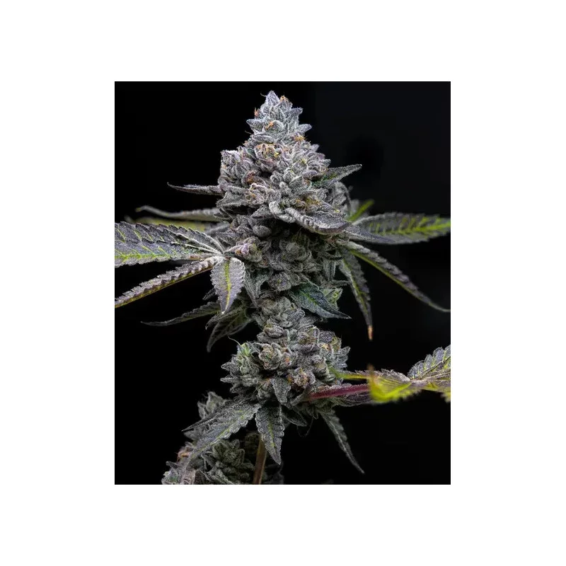 Apple Fritter - Barney's Farm - Feminizovaná semena - WWW.SEEDS-BANK.CZ
