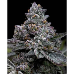 Apple Fritter - Barney's Farm - Feminizovaná semena - WWW.SEEDS-BANK.CZ