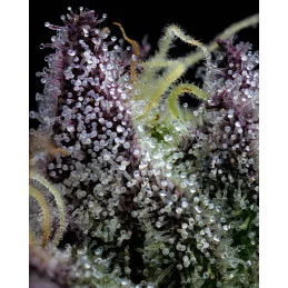 Apple Fritter - Barney's Farm - Feminizovaná semena - WWW.SEEDS-BANK.CZ