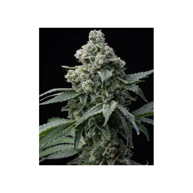 Bruce Banner - Barney's Farm - WWW.SEEDS-BANK.CZ