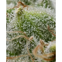 Bruce Banner - Barney's Farm - WWW.SEEDS-BANK.CZ