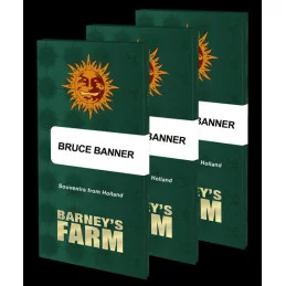Bruce Banner - Barney's Farm - WWW.SEEDS-BANK.CZ