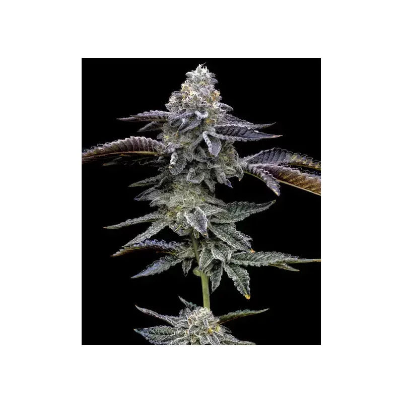 Blue Dream - Barney's Farm - WWW.SEEDS-BANK.CZ