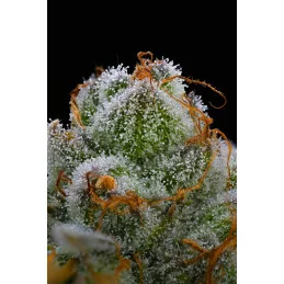 Blue Dream - Barney's Farm - WWW.SEEDS-BANK.CZ
