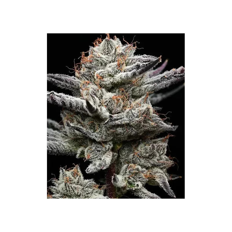 Black Cherry Gushers - Barney's Farm - WWW.SEEDS-BANK.CZ