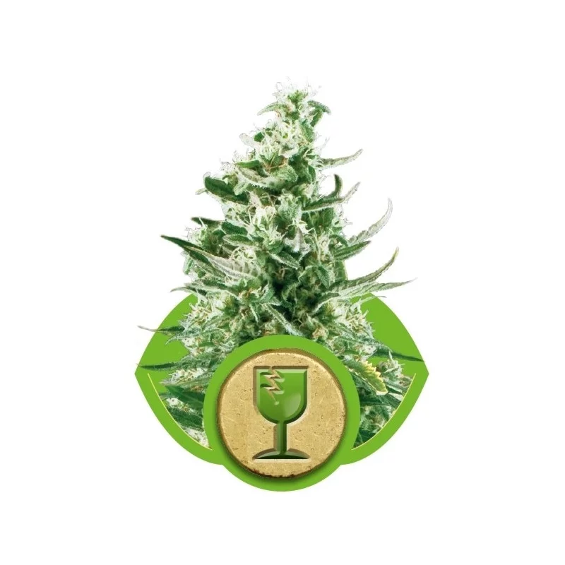 Royal Critical Automatic - Royal Queen Seeds - samokvetoucí semena marihuany