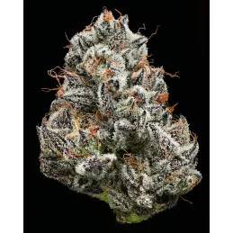 Black Cherry Gushers - Barney's Farm - WWW.SEEDS-BANK.CZ