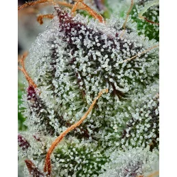 Black Cherry Gushers - Barney's Farm - WWW.SEEDS-BANK.CZ