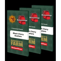 Black Cherry Gushers - Barney's Farm - WWW.SEEDS-BANK.CZ