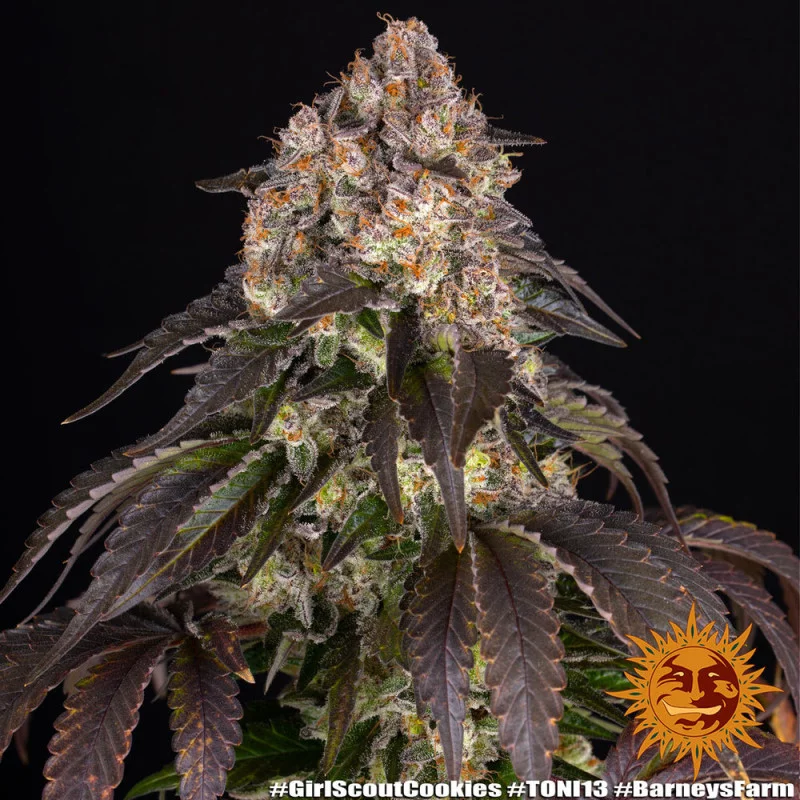 Girl Scout Cookies - Barney's Farm - Feminizovaná semena - WWW.SEEDS-BANK.CZ