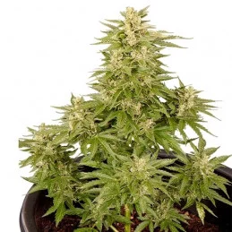 Royal Critical Automatic - Royal Queen Seeds - samokvetoucí semena marihuany