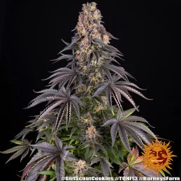 Girl Scout Cookies - Barney's Farm - Feminizovaná semena - WWW.SEEDS-BANK.CZ