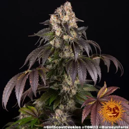 Girl Scout Cookies - Barney's Farm - Feminizovaná semena - WWW.SEEDS-BANK.CZ
