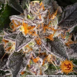 Girl Scout Cookies - Barney's Farm - Feminizovaná semena - WWW.SEEDS-BANK.CZ