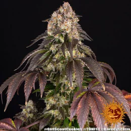 Girl Scout Cookies - Barney's Farm - Feminizovaná semena - WWW.SEEDS-BANK.CZ