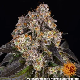 Girl Scout Cookies - Barney's Farm - Feminizovaná semena - WWW.SEEDS-BANK.CZ