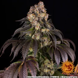 Girl Scout Cookies - Barney's Farm - Feminizovaná semena - WWW.SEEDS-BANK.CZ
