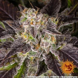 Girl Scout Cookies - Barney's Farm - Feminizovaná semena - WWW.SEEDS-BANK.CZ