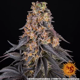 Girl Scout Cookies - Barney's Farm - Feminizovaná semena - WWW.SEEDS-BANK.CZ