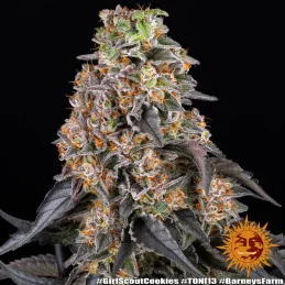Girl Scout Cookies - Barney's Farm - Feminizovaná semena - WWW.SEEDS-BANK.CZ