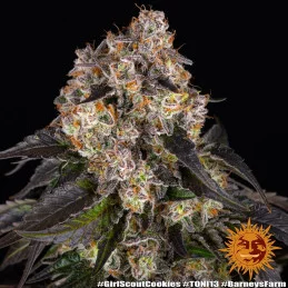 Girl Scout Cookies - Barney's Farm - Feminizovaná semena - WWW.SEEDS-BANK.CZ