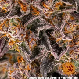 Girl Scout Cookies - Barney's Farm - Feminizovaná semena - WWW.SEEDS-BANK.CZ