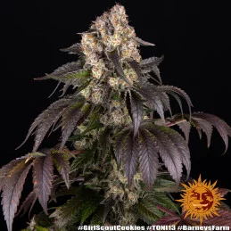 Girl Scout Cookies - Barney's Farm - Feminizovaná semena - WWW.SEEDS-BANK.CZ