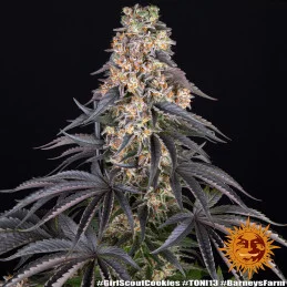 Girl Scout Cookies - Barney's Farm - Feminizovaná semena - WWW.SEEDS-BANK.CZ