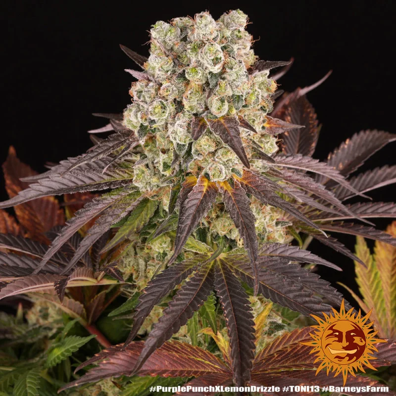 Purple Punch x Lemon Drizzle - Barney's Farm - Feminizovaná semena - WWW.SEEDS-BANK.CZ
