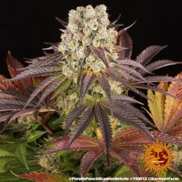 Purple Punch x Lemon Drizzle - Barney's Farm - Feminizovaná semena - WWW.SEEDS-BANK.CZ