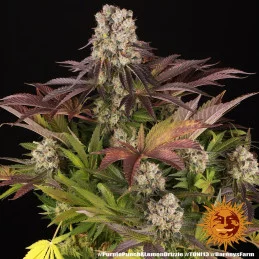 Purple Punch x Lemon Drizzle - Barney's Farm - Feminizovaná semena - WWW.SEEDS-BANK.CZ