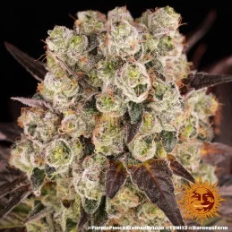 Purple Punch x Lemon Drizzle - Barney's Farm - Feminizovaná semena - WWW.SEEDS-BANK.CZ