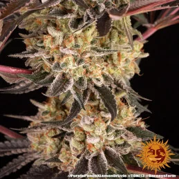 Purple Punch x Lemon Drizzle - Barney's Farm - Feminizovaná semena - WWW.SEEDS-BANK.CZ